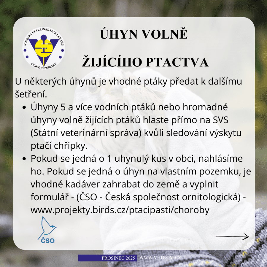 2025-12-08-12. mrtvý pták - co dělat.png